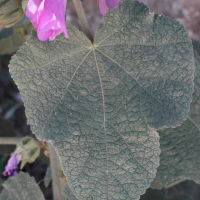 alcea_biennis3md (Alcea biennis)