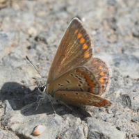 aricia_agestis2md (Aricia agestis)