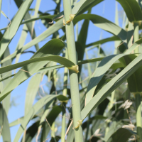 arundo_donax4md (Arundo donax)