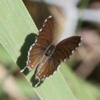 Cacyreus marshalli (Brun des pélargoniums)