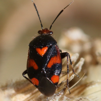 Deraeocoris schach (Punaise)