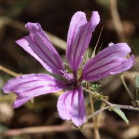 malva_nicaeensis2bd