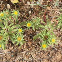 Pallenis maritima (Astérolide maritime)