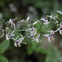 Petromarula pinnata (Pétromarula)