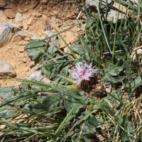 centaurea_raphanina1bd (Centaurea raphanina)