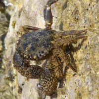 eriphia_verrucosa5bd (Eriphia verrucosa)