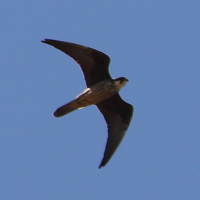 Falco eleonorae (Faucon d'Éléonore)