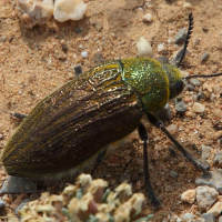 Julodis pubescens  ssp. yvenii (Bupreste)