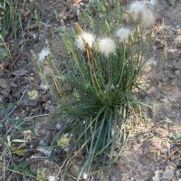 Scorzonera cretica (Scorsonère de Crète)