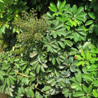 Schefflera arboricola (Schefflera, Parasol, Arbre ombrelle, Arbre-parapluie)