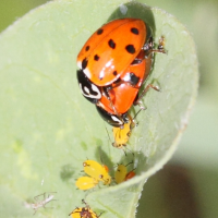 hippodamia_variegata6md