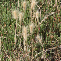 hordeum_marinum4md