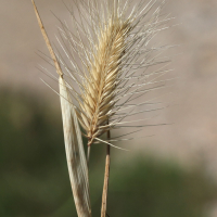 hordeum_marinum5md