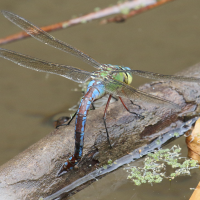 anax_imperator7bd (Anax imperator)