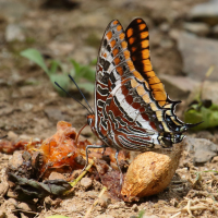 charaxes_jasius4bd (Charaxes jasius)