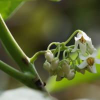 solanum_betaceum_4bd