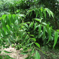 Carya illinoinensis (Pacanier)
