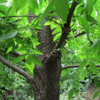 carya_illinoinensis2md (Carya illinoinensis)