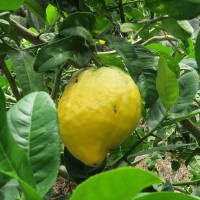 citrus_medica5md