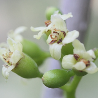 cordia_obliqua2md