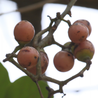 cordia_obliqua3bd (Cordia obliqua)