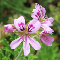 pelargonium_odoratissimum4md