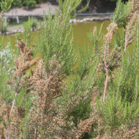 Erica manipuliflora (Bruyère)