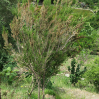 erica_manipuliflora2md (Erica manipuliflora)