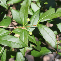 eugenia_brasiliensis2md (Eugenia brasiliensis)