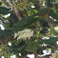 Macadamia integrifolia (Noyer du Queensland)