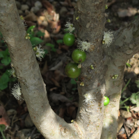 Plinia cauliflora (Jaboticaba, Guapuru, Vigne brésilienne)