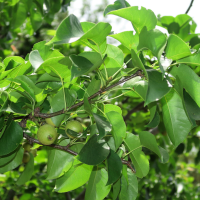 Pyrus pyrifolia (Pomme-poire, Poire asiatique, Nashi)