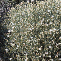 Centaurea spinosa (Centaurée épineuse)