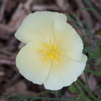 eschscholtzia_californica6md (Eschscholtzia californica)