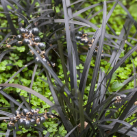 ophiopogon_planiscapus3md