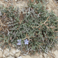 cichorium_spinosum1md (Cichorium spinosum)