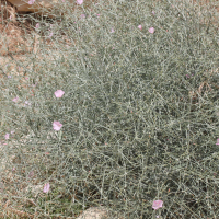 convolvulus_dorycnium1md (Convolvulus dorycnium)