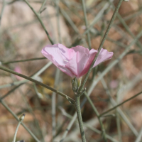 convolvulus_dorycnium3md (Convolvulus dorycnium)