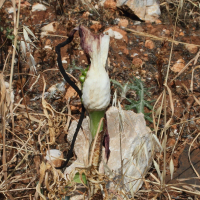 dracunculus_vulgaris7md (Dracunculus vulgaris)