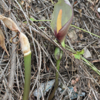 Arum concinnatum (Arum, Gouet)