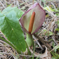 arum_concinnatum2md (Arum concinnatum)