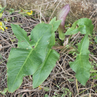 arum_concinnatum3md (Arum concinnatum)