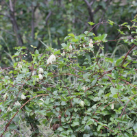 clematis_cirrhosa2md (Clematis cirrhosa)