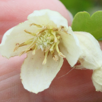 clematis_cirrhosa3md (Clematis cirrhosa)