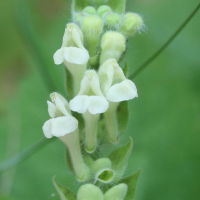 Scutellaria sieberi (Scutellaire de Sieber)
