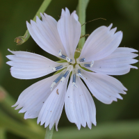 cichorium_spinosum3bd (Cichorium spinosum)