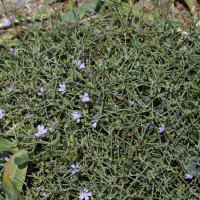 cichorium_spinosum4bd (Cichorium spinosum)