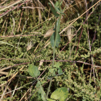 sonchus_oleraceus1bd