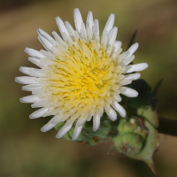 Sonchus oleraceus (Laiteron maraîcher, Laiteron potager, Laiteron lisse)