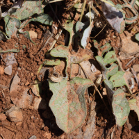 centaurea_idaea3bd